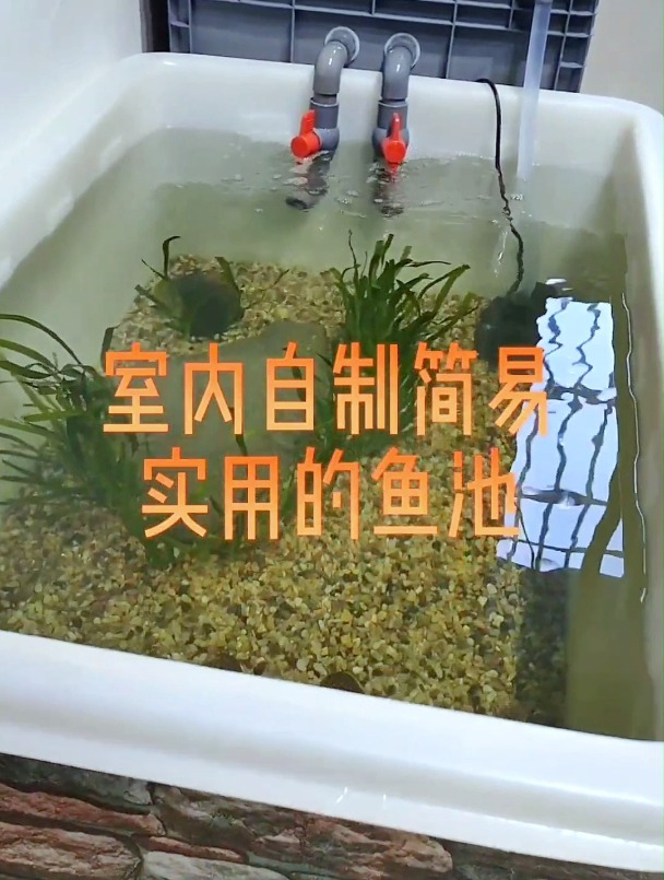 小缸满足不了要玩鱼池?大哥给你分享一下室内自制简易实用的鱼池