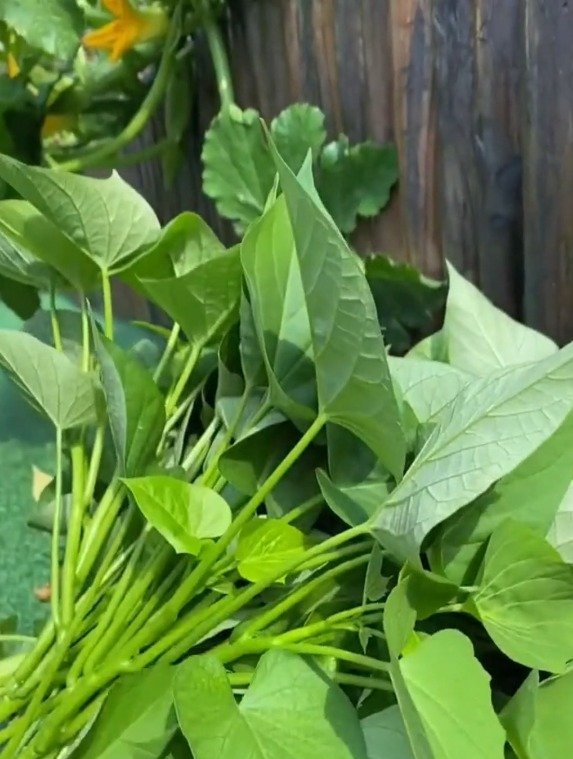 大叶空心菜不好种?它抗病性强,长势优秀,摘完一茬又一茬!