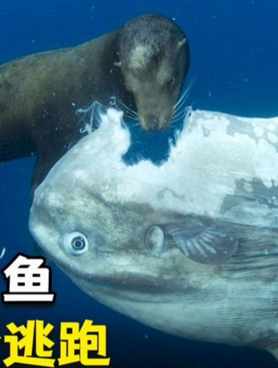 世界上最蠢的鱼,被咬后也不逃跑的翻车鱼,为什么还没灭绝?5