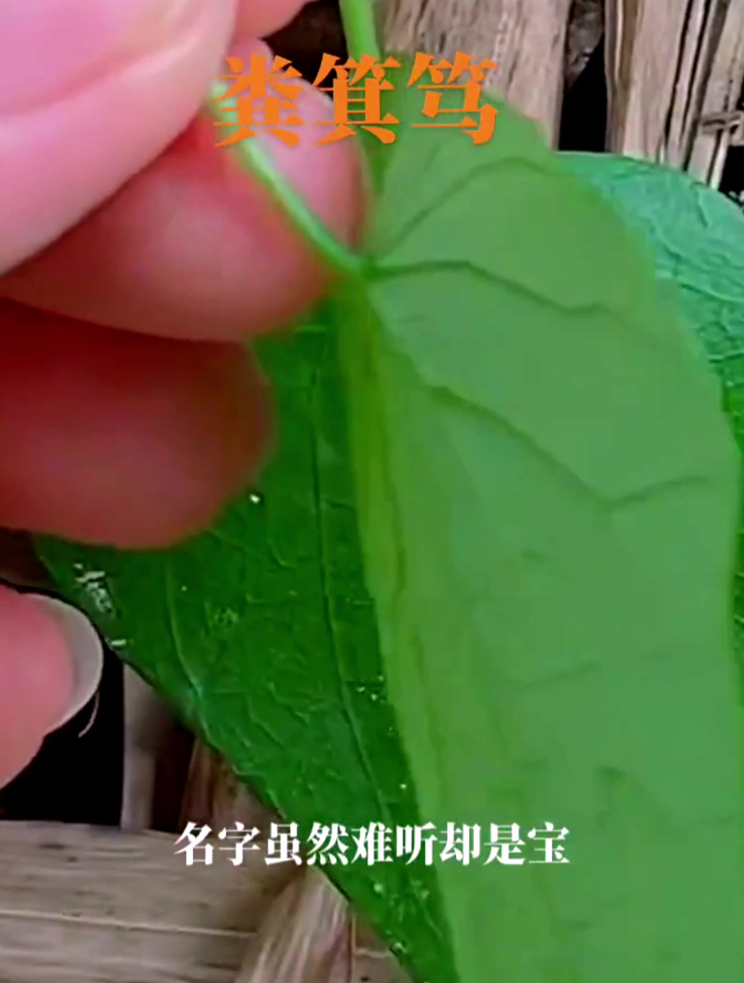 野生草药,中药本草