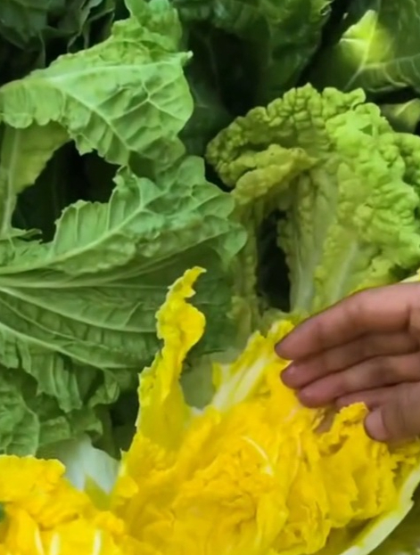 “黄心大白菜”怎么做最香?教你一招,比普通白菜口感更加好吃!