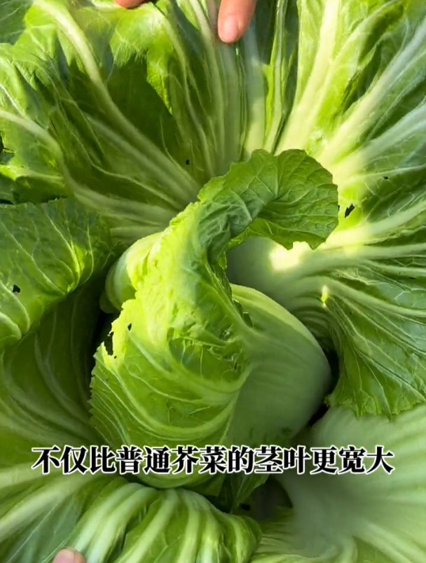 播种到收获只需1个月,长相似甘蓝,腌制是一绝,很多人吃过