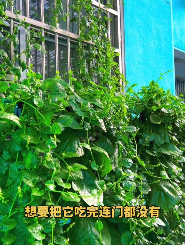 木耳菜菜不要种多了,你吃的速度都赶不上它生长的速度!