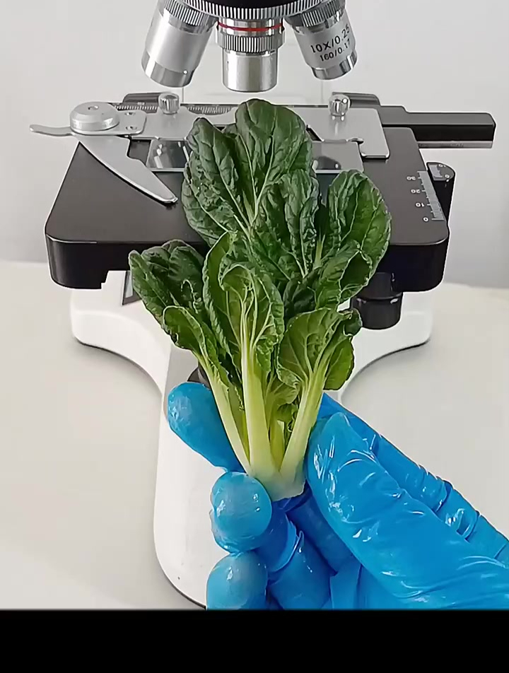 显微镜下的菊花菜