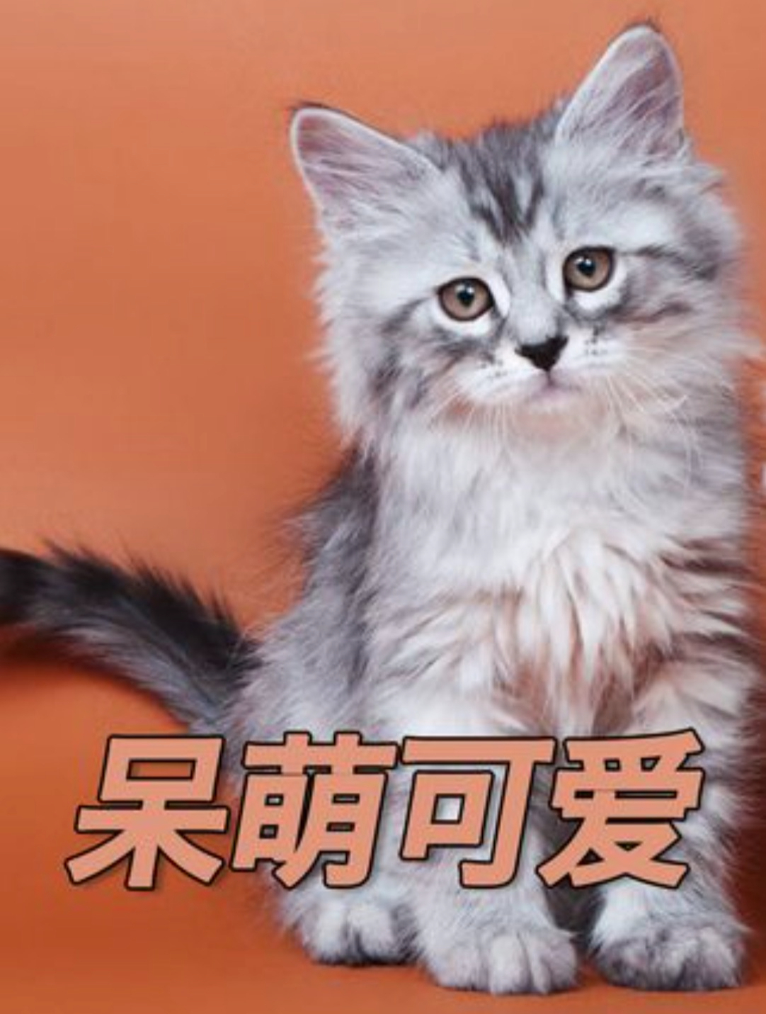 为什么猫咪会让人过敏?俄罗斯田园猫-西森猫为何不会呢?(上)