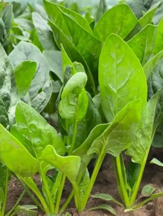 夏天也可以吃这样的“波菜”,撒籽就能长,轻松种出一大片!