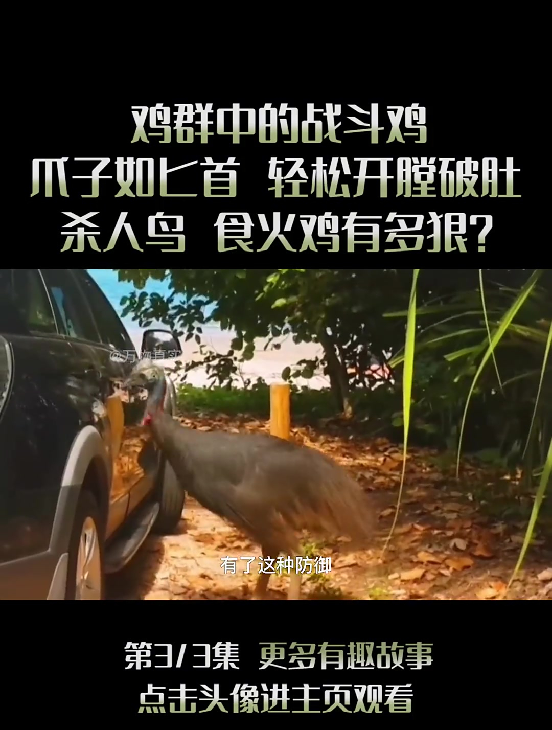 把狮子当猎物,一爪捏碎头盖骨(3)