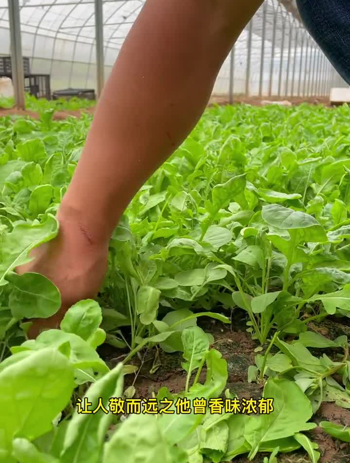 有人吃过臭菜吗……