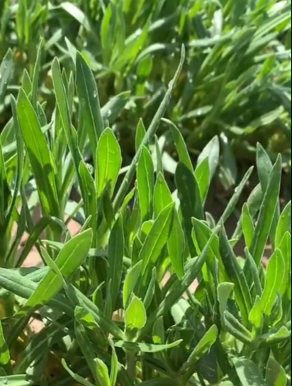 农村俗称“面条菜”,做馅鲜美,几十年吃不够!