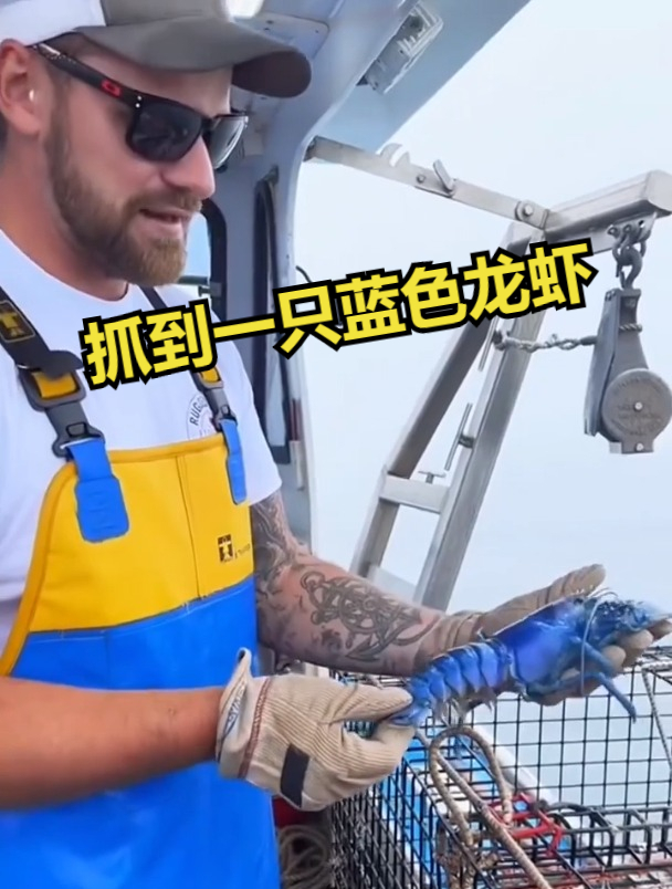 抓到一只200万分之一的蓝色龙虾是什么样的心情?