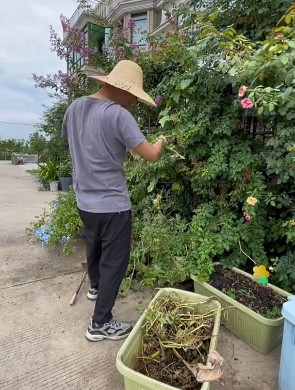 瓜果蔬菜枯萎的老藤,可是菜园里的宝,用来堆肥绿色还健康