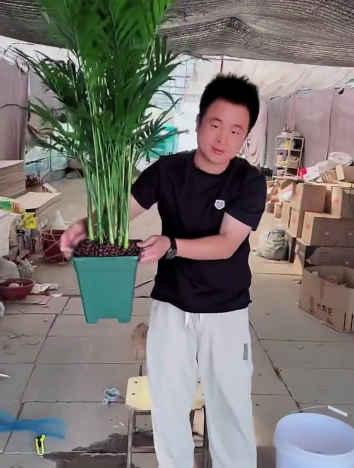 能净化空气 增加湿度的富贵椰子