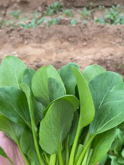 分享一款冬天蔬菜“鸡毛菜”,播种十几天就可以采收!