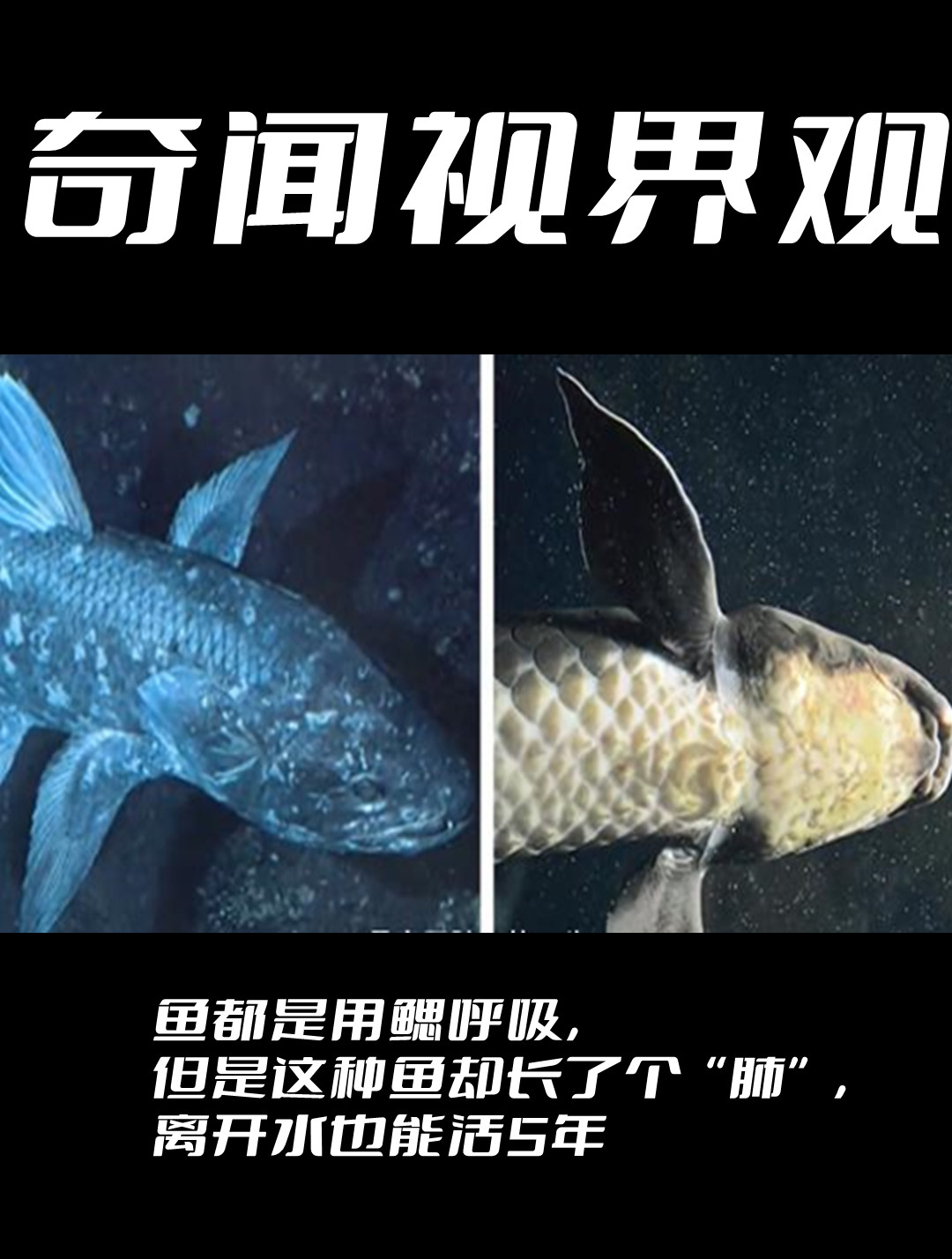 鱼都是用鳃呼吸,但是这种鱼却长了个“肺”,离开水也能活5年