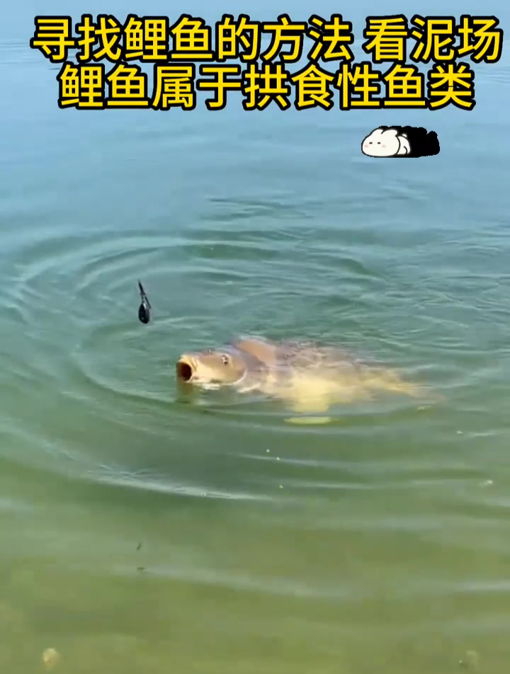 寻找鲤鱼的方法,看泥场:鲤鱼属于拱食性鱼类