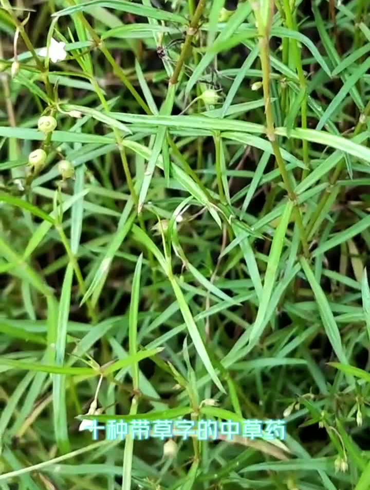 十种带草字的中草药,你见过哪一种,写在评论区中草药科普
