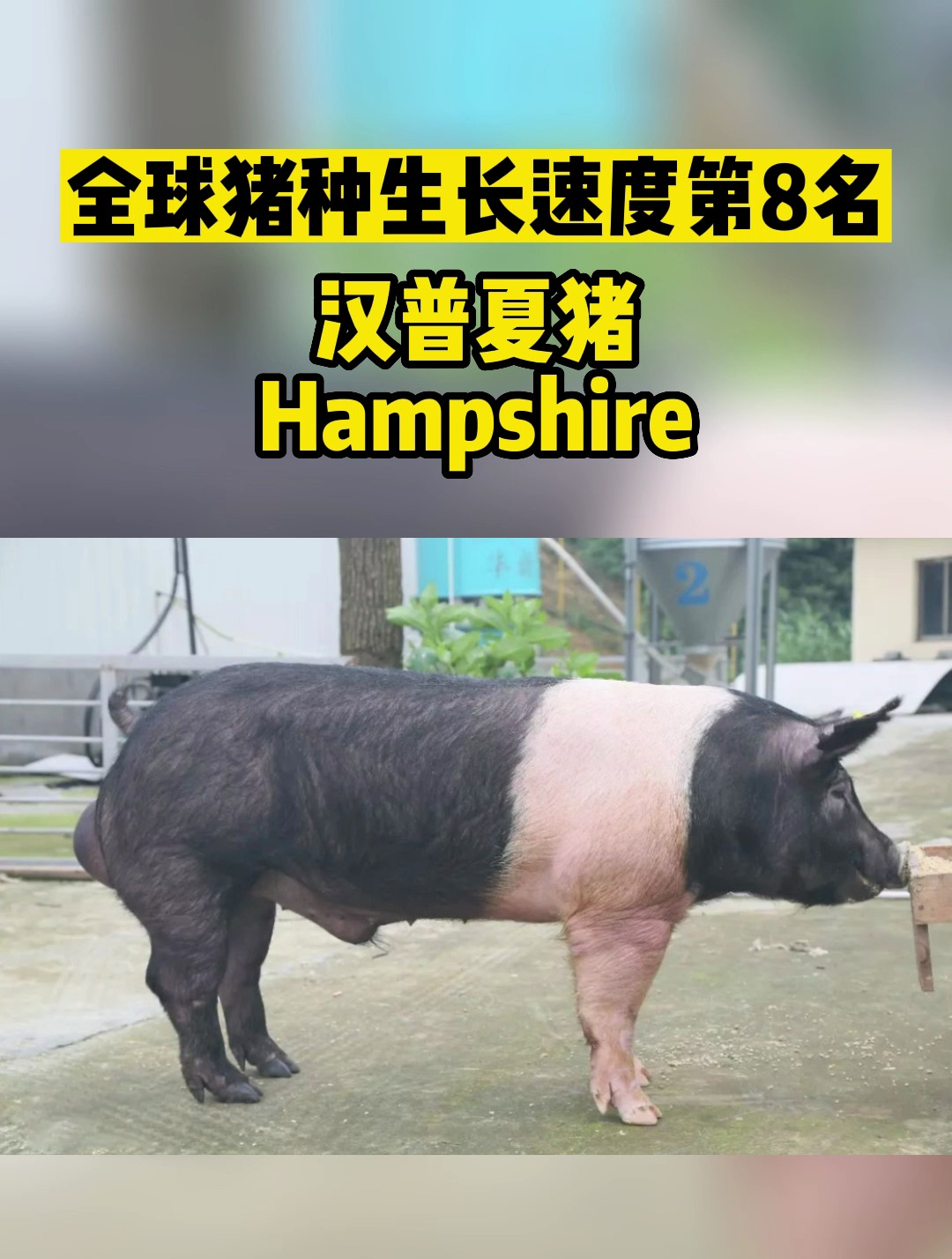 全球猪种生长速度第8名-汉普夏猪