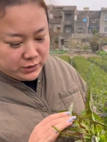 红叶紫色莴笋,富含花青素及微量元素,又脆又好吃
