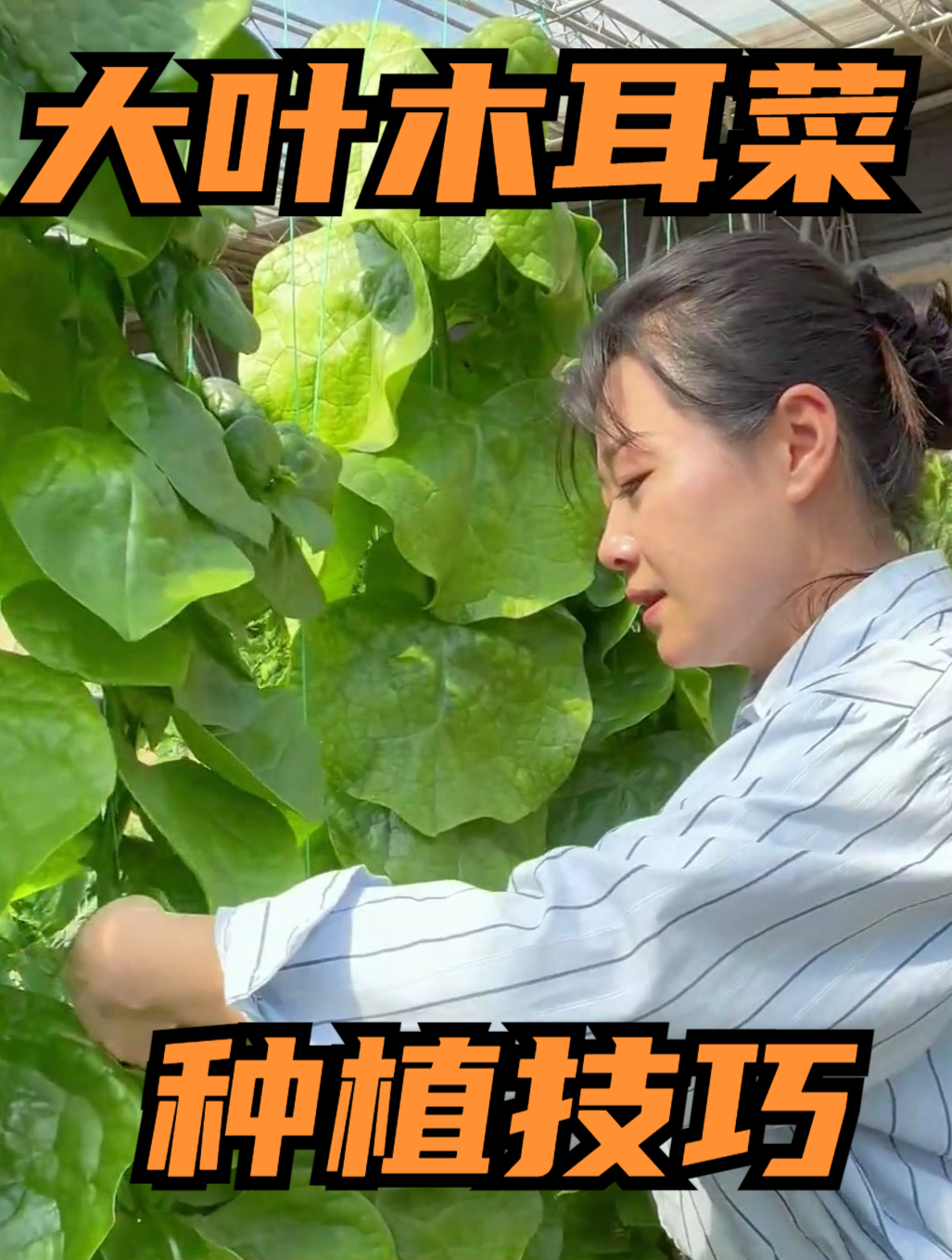 教你在家种出高产的木耳菜,多次采摘,速生速长,1个月就能吃!