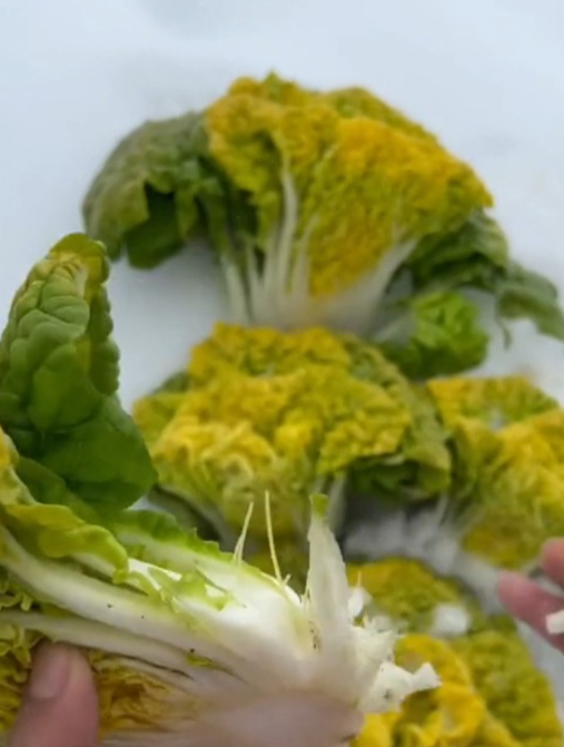 黄心乌蔬菜零下十度都冻不死,耐寒又好吃,秋冬种菜就它了!