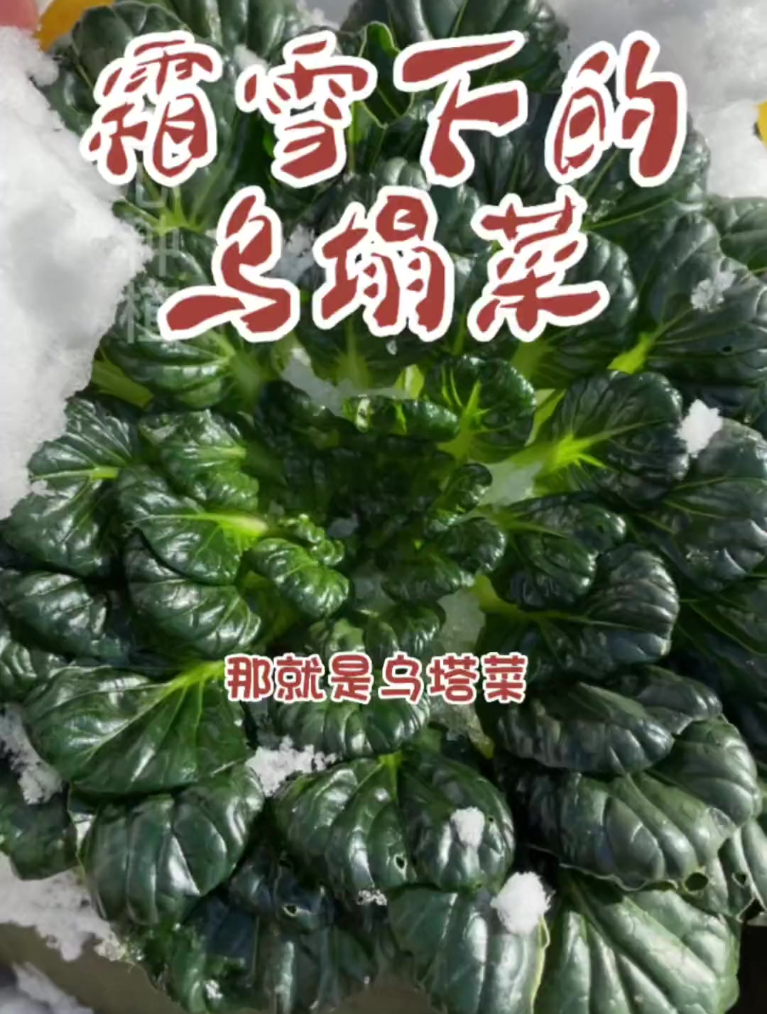 霜雪打后的乌塌菜口感更好,零下冻不坏