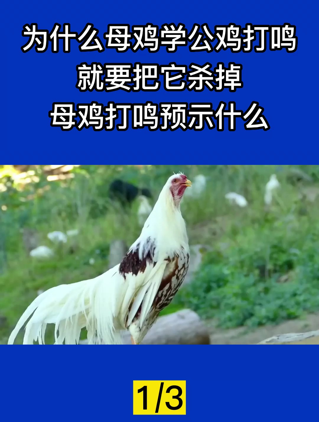 为什么母鸡学公鸡打鸣,就要把它杀掉?母鸡打鸣预示什么?1