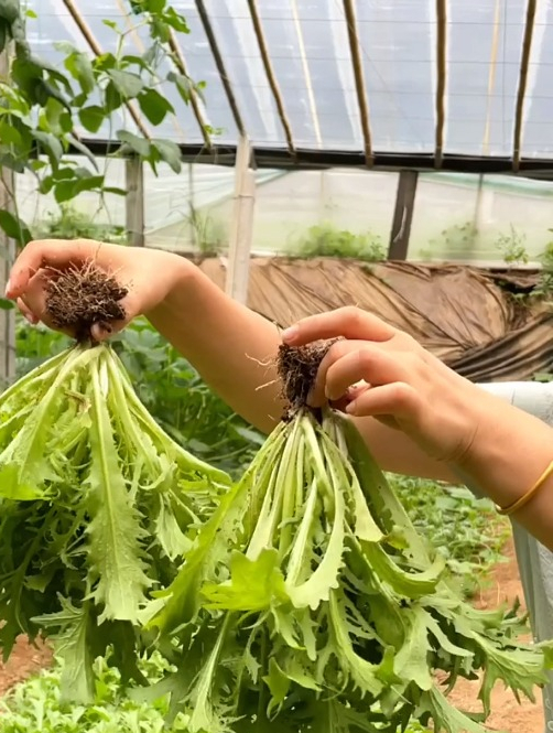 苦苣又被称为“牛奶菜”,原来价值这么高,很多人不知它是宝!