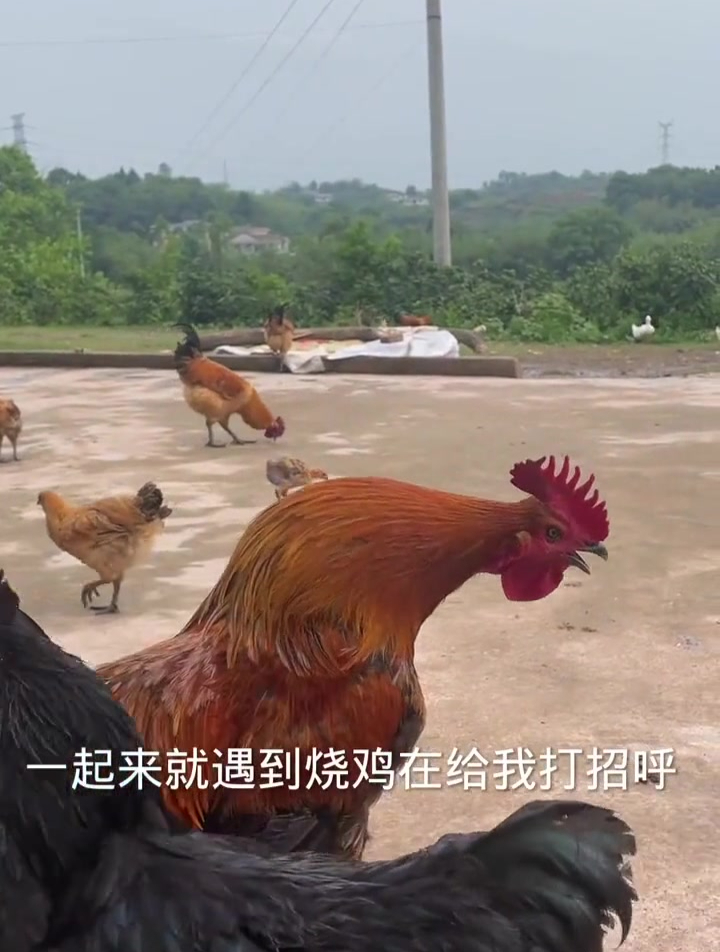 公鸡叫我去抓鱼儿了 乡野田间