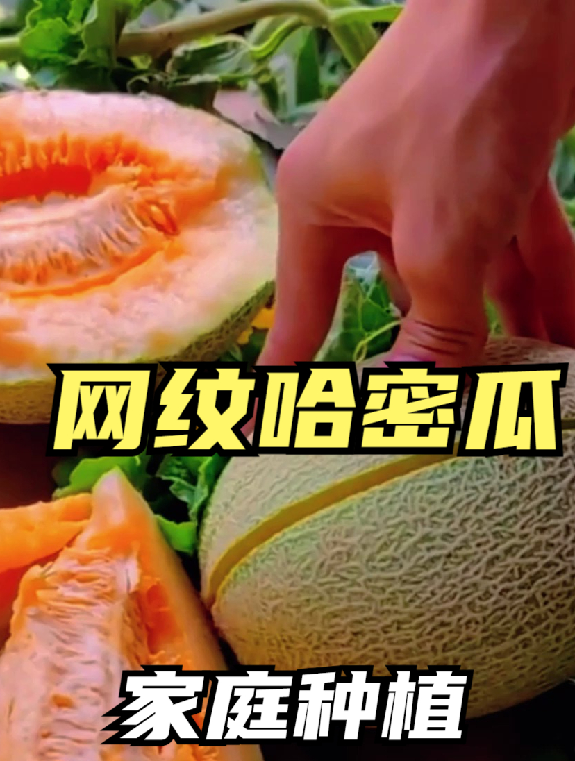 哈密瓜好吃好种,瓜农教会你,哈密瓜香甜又多汁!
