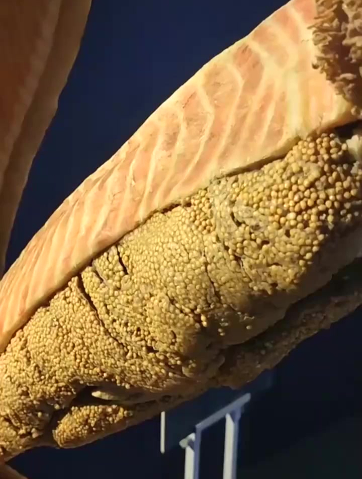 你知道鱼子酱是谁的卵?鱼子酱标本