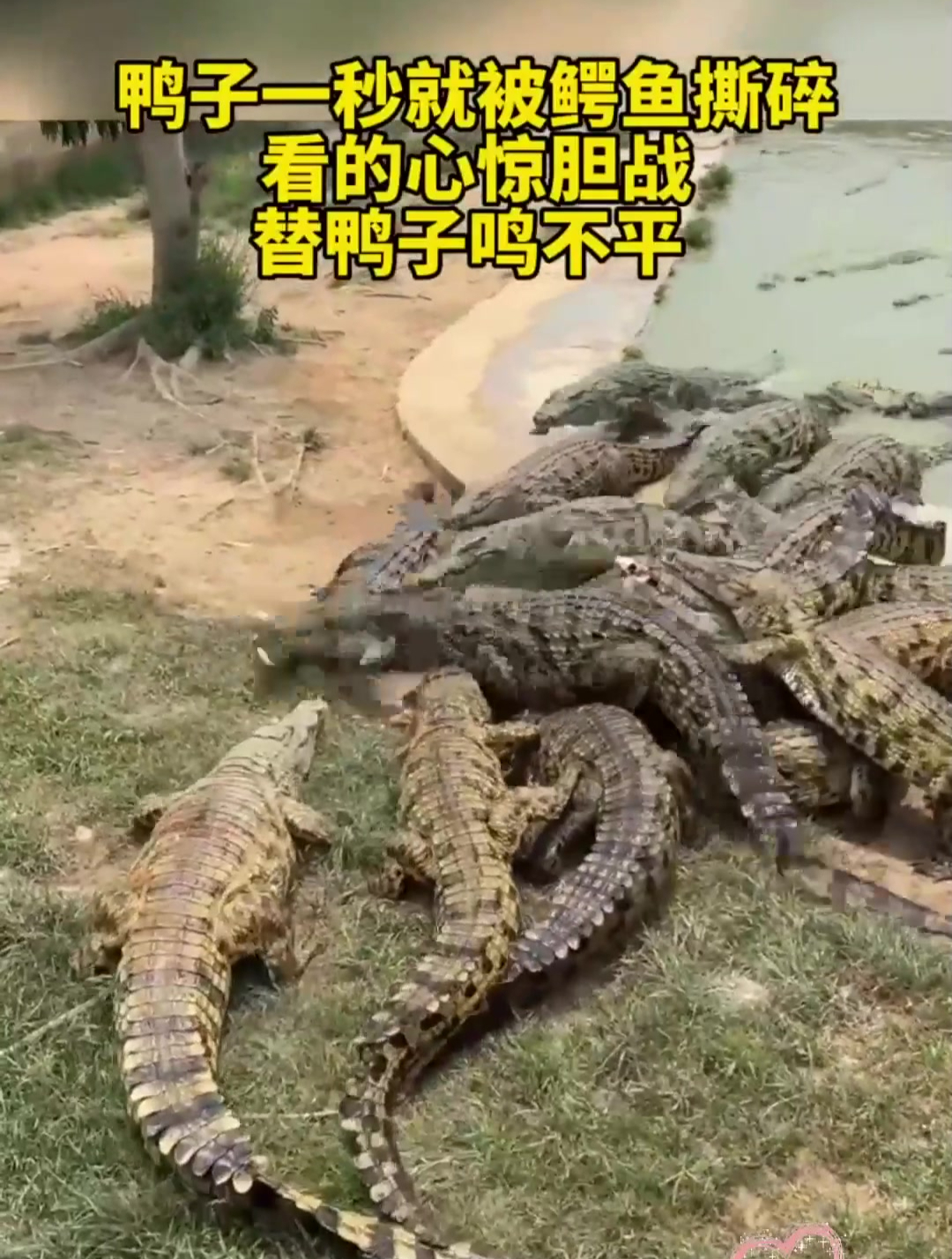 鸭子一秒就被鳄鱼撕碎,看的人心惊胆战!