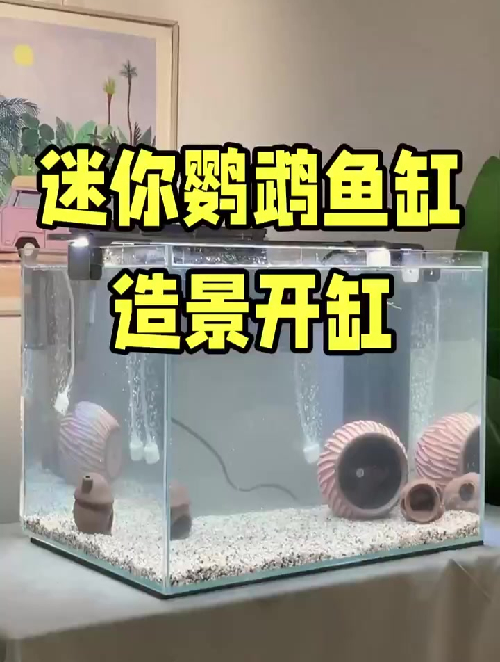 具说迷你鹦鹉鱼会自己带娃,鱼友们评论下是真的假的?