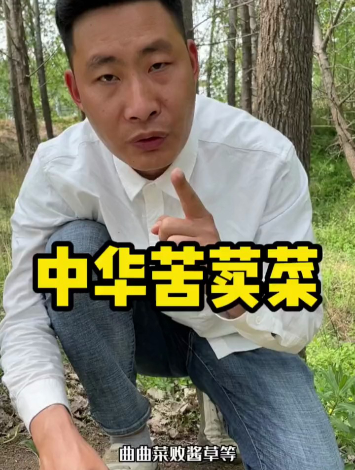 中华苦荬菜别名野苦菜,在未开花之前可以用来炒茶