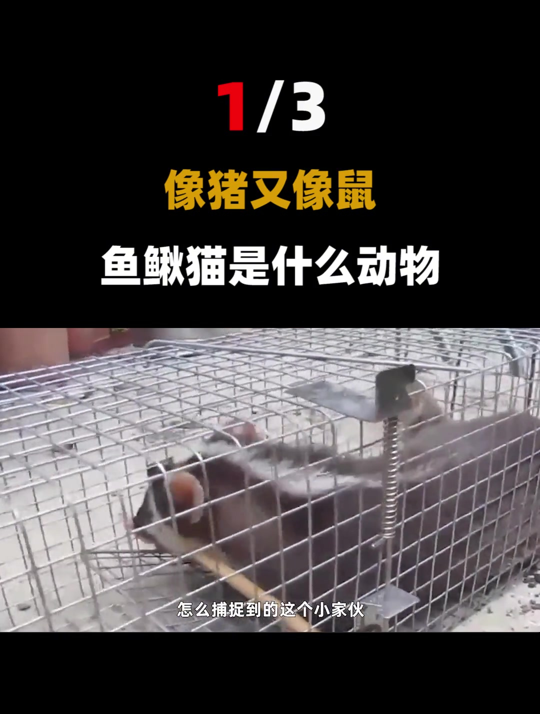 靠脸吃饭的萌物,自己抓不到食物(1)