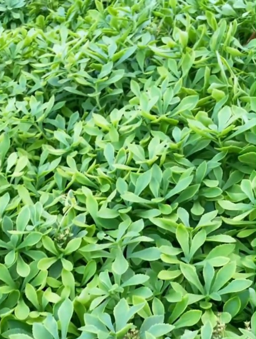 农村最常见的“野菜”,原来有这么多功效,营养丰富还养人!