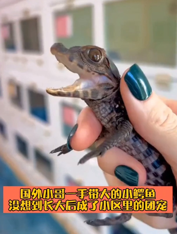 小哥一手带大的小鳄鱼,长大后成了小区里的团宠