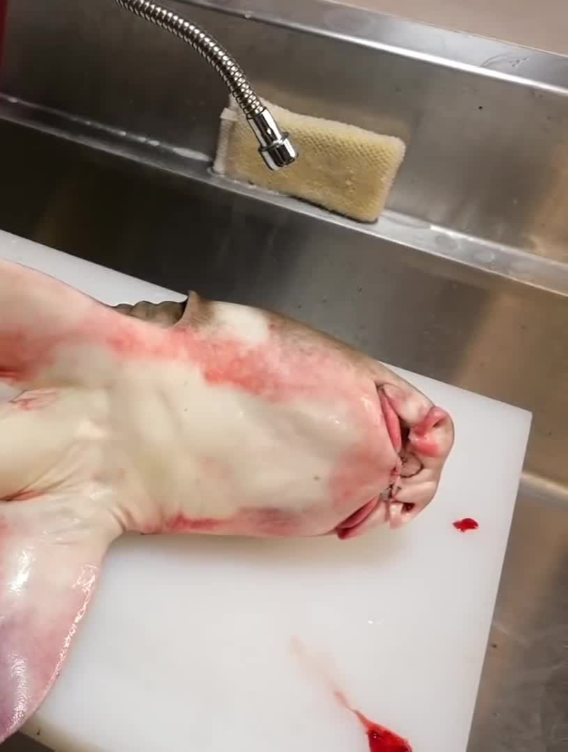 小伙花500买条怪鱼,它却长着“猪鼻子”,一刀切开鱼肚白赚大了 4