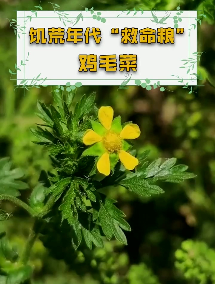 小小野草竟是饥荒年代的“救命粮”,价值极高,你家乡都叫它什么
