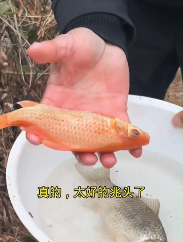 红鲫鱼还是红鲤鱼