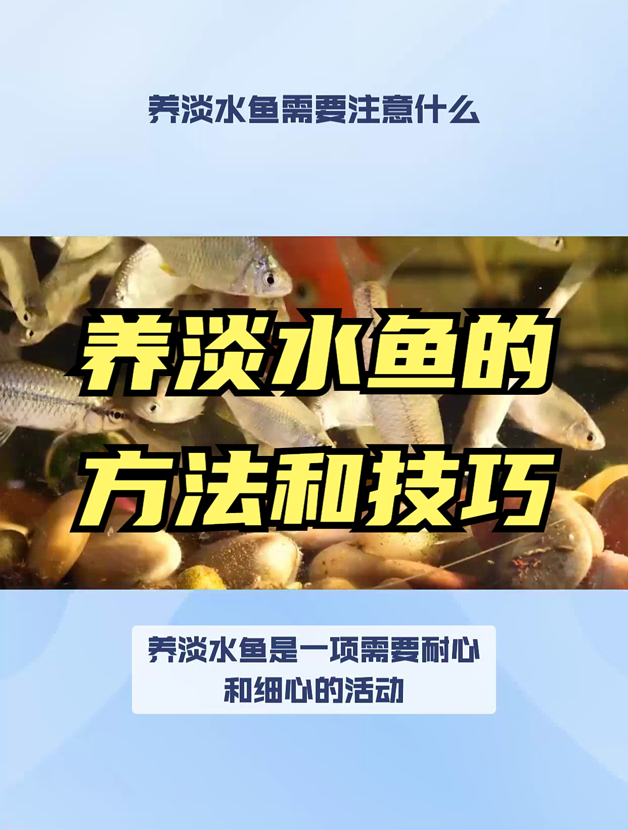 淡水鱼养殖技巧大揭秘,让你成为养鱼达人,享受养鱼的成就感!