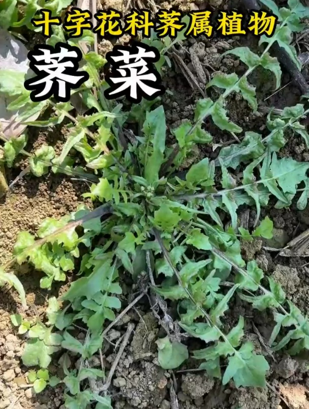 我说荠菜是春天最美味的野菜,你觉得呢?