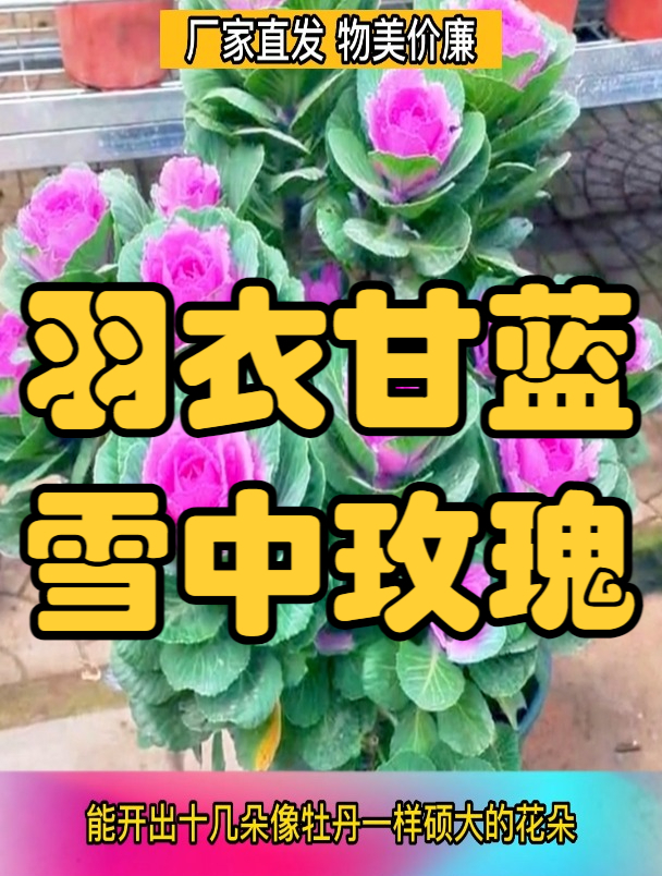 是蔬菜又是花卉它就是羽衣甘蓝,像牡丹一样漂亮,像白菜一样好养