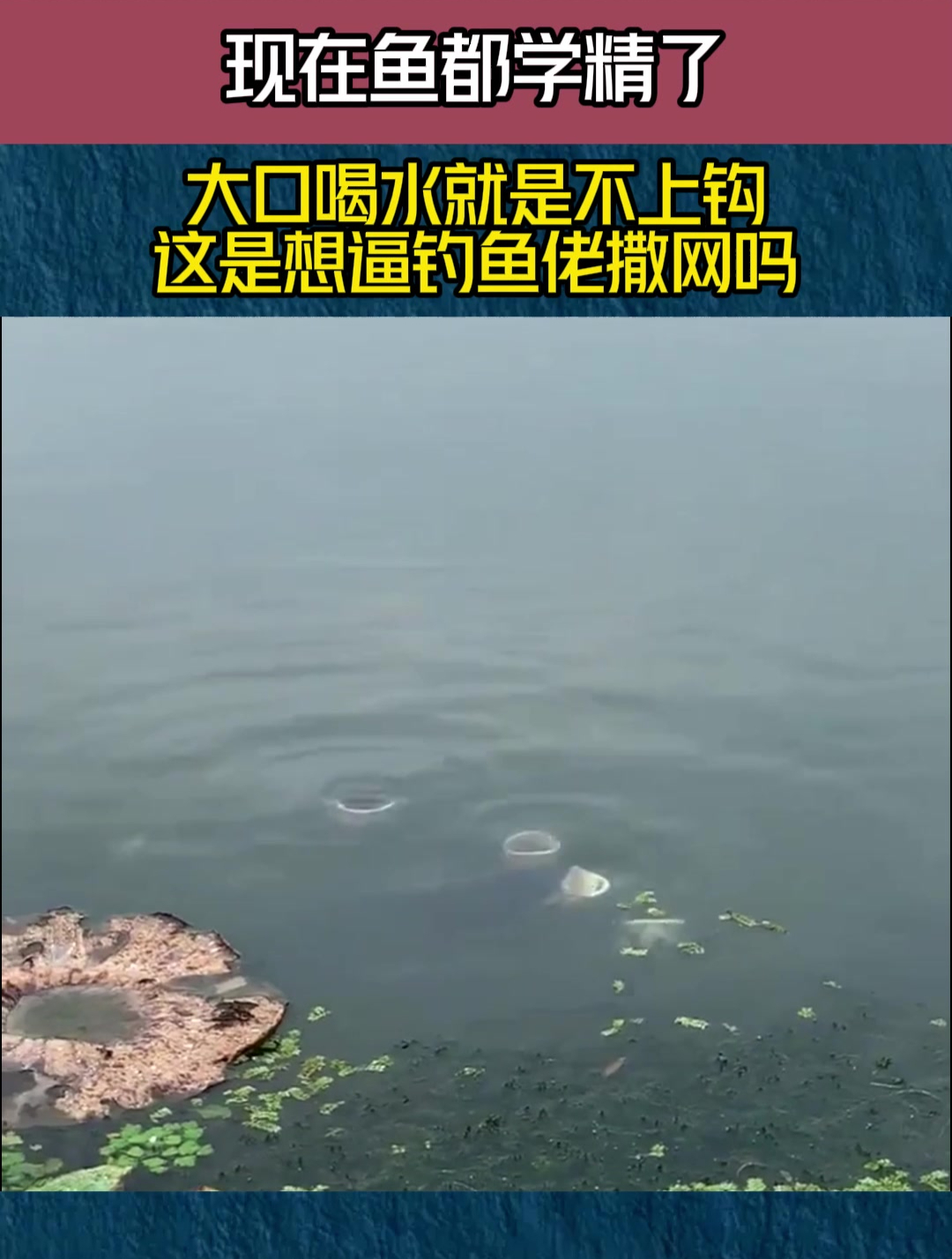 现在鱼都学精了,大口喝水就是不上钩,这是想逼钓鱼佬撒网吗