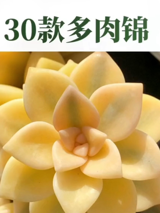 盘点全网最火的30款多肉锦,收藏后,再也不怕买的药锦多肉了!