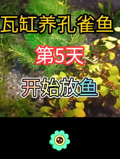 瓦缸养孔雀鱼第5天,闯缸完成没问题,说明水已养好正式放鱼入缸