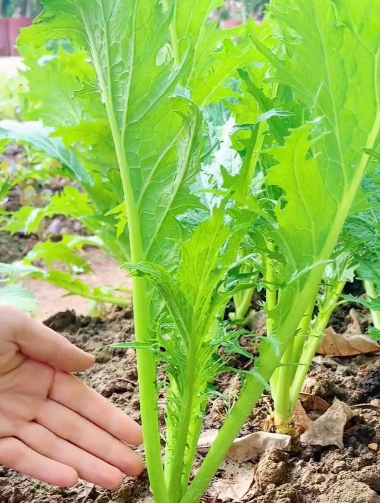 花边芥菜号称“明目美肤菜”,提神醒脑缓解疲劳,打工人快看过来