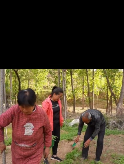 婆婆指挥老伴挖菜秧,公公回怼婆婆说了啥?儿媳听了哈哈大笑