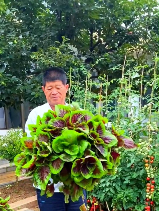 “一两苋菜一两金”,说的就是它,古代的长寿草,现代的女人菜!