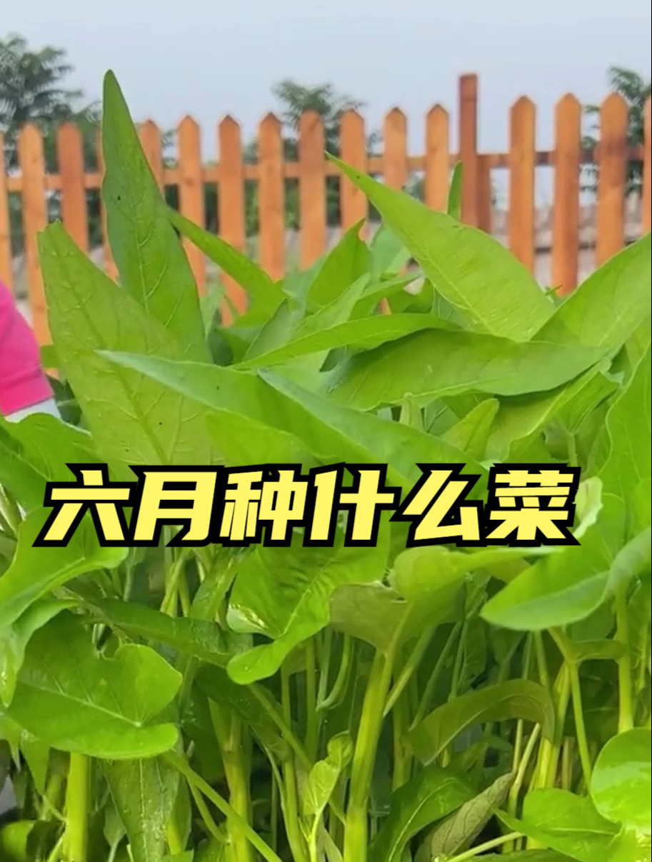六月份了,应该种哪些蔬菜?六月可以种的蔬菜来了一定要牢记!