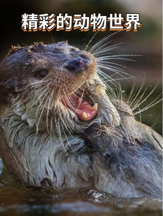 5秒吃掉鳄鱼!歌利亚虎鱼,难道才是水中霸主?3